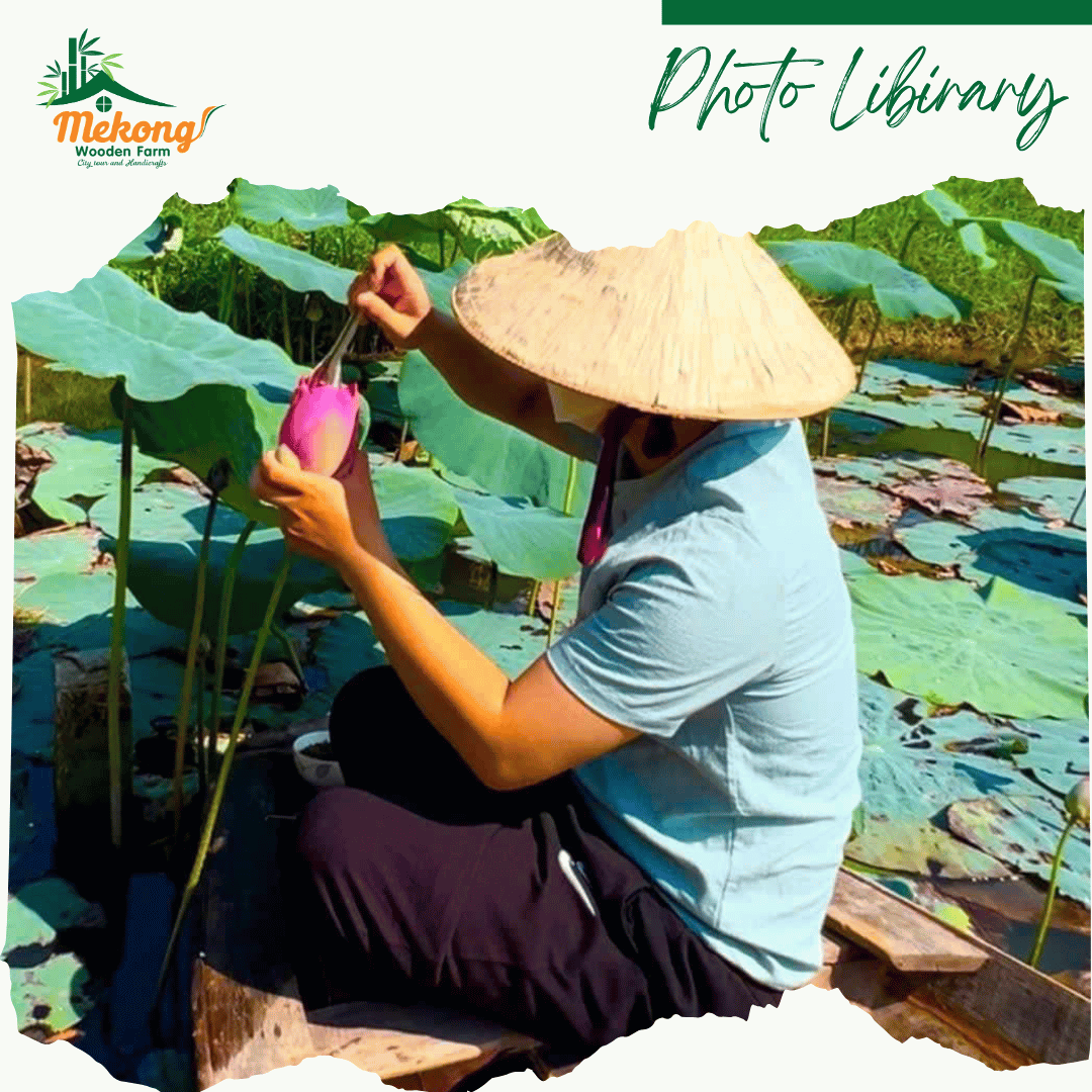 Experience rowing a boat to pick lotus flowers 4