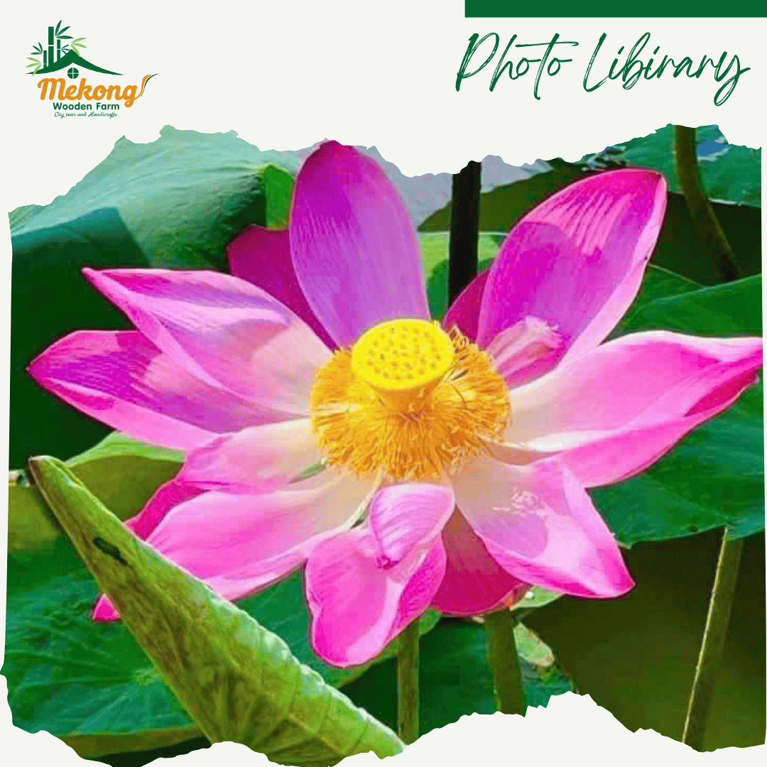 Experience rowing a boat to pick lotus flowers 7