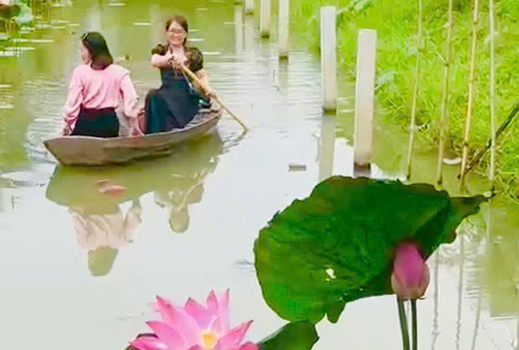 Experience picking lotus flowers